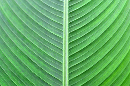 Green leaf texture for backgroundの写真素材