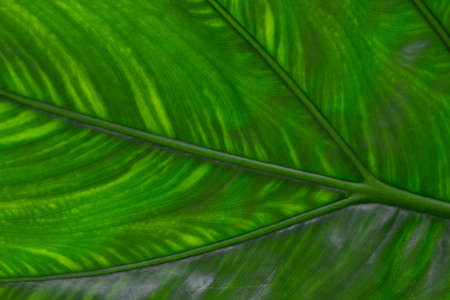 Green leaf texture for background
