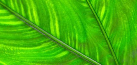 Green leaf texture for background