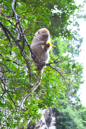 Monkey lives in a natural forest of Thailandの写真素材