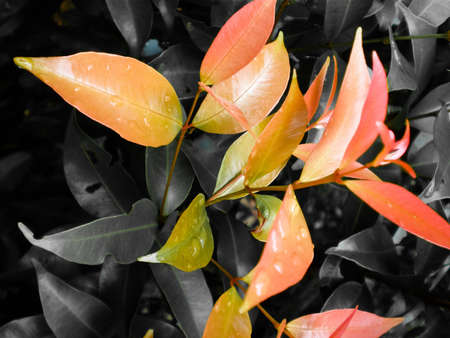 Bunch of red leaves with water droplets and with the background greyed 