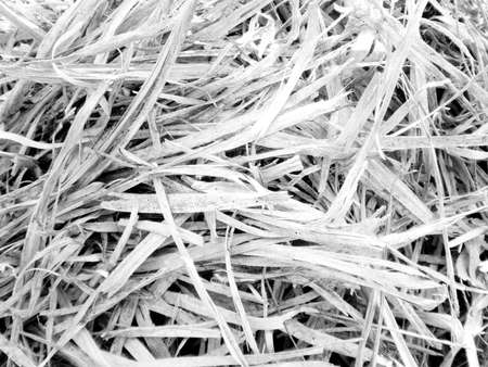 Pile of crisp looking white dried grassの写真素材