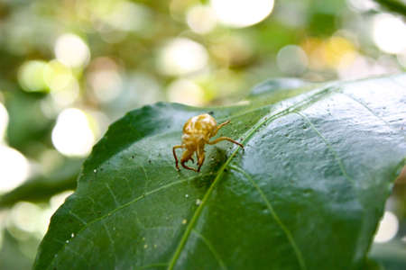 Brown bug on a green leafの写真素材