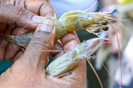 Holding fresh prawnsの写真素材