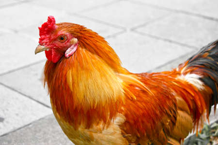 A healthy looking rooster standing on the pavementの写真素材