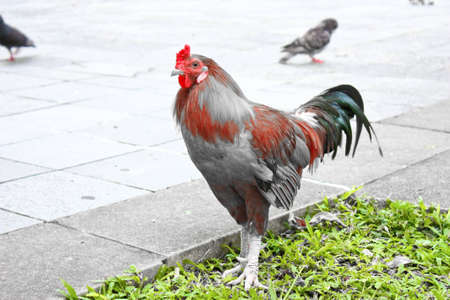 A grey rooster camouflaging together with the grey pigeons in the backgroundの写真素材