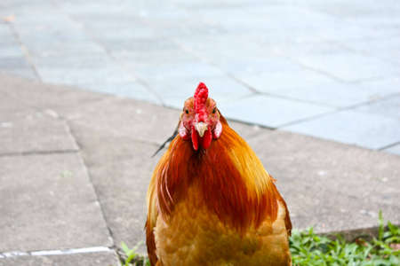 A rooster looking straight ahead into the cameraの写真素材