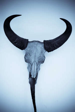 Skull of a bull hung on a wall in selenium toneの写真素材