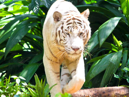 White tiger walking straight aheadの写真素材