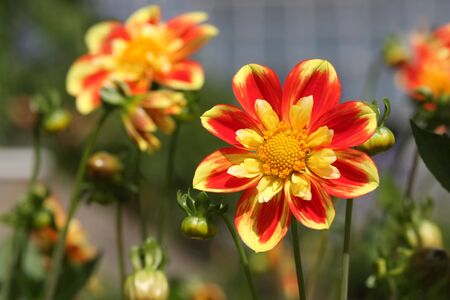 Bright and sunny picture of beautiful flower in warm colours.の写真素材