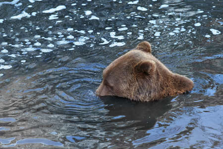 Playful bear doing water bubbles with his nose.の写真素材