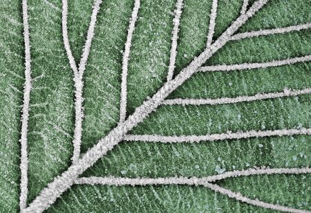 Abstract nature art. Frosty leaf surface and in green colors.の写真素材