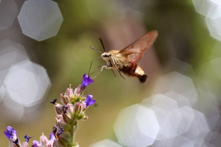 Wasp pollinating a flower with beautiful bright background.の写真素材