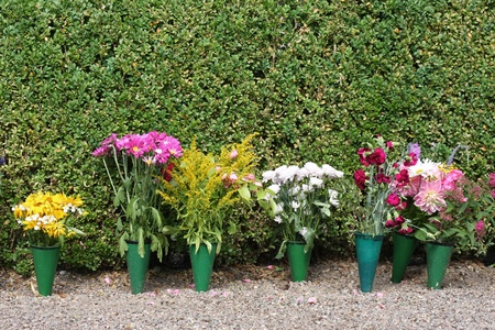 A row of pot flowers in front of green hedge.の写真素材