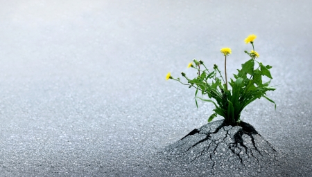 Plant emerging through asphalt against all odds. Symbol for natural forces and fantastic achievements. Copy space.の写真素材