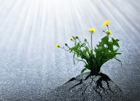Plants emerge though asphalt, symbol for bright hope of life and success.の写真素材