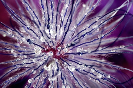 Abstract purple flower macro shot with dew drops.の写真素材