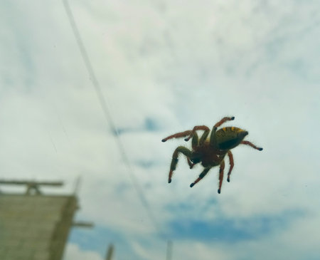 A spider looks hovering on the sky whilst it walking on glass surfaceの写真素材