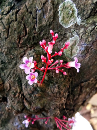 A small flower bloom from the tree barkの写真素材
