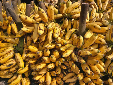 Close up photo of a bunch of bananas in fresh fruit supermarketの写真素材