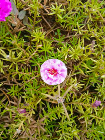 Wild Aizoaceae plant with pinkish-purple flower. The photo was taken during afternoon sunlight outdoorの写真素材