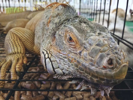 An Iguana inside the cage stares at the camera. Iguana is an pet reptileの写真素材