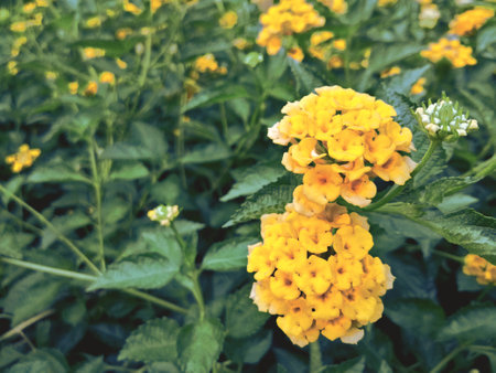 Spring is coming, yellow flower field of Lantana Camara grow beautiful. Photo Taken in the macro shootの写真素材