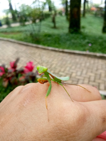 Praying mantis (Mantis religiosa) on human hand