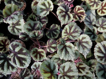 Begonia leaves the background. the photoshoot was taken in the afternoon. Leafy greens with purple stars patternの写真素材