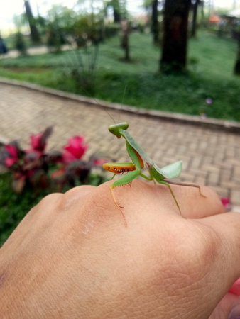 Praying mantis on human hand in the gardenの写真素材