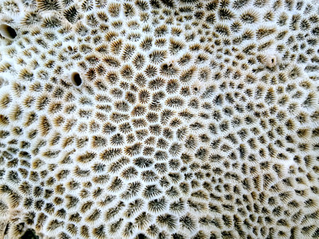 Macro shot of the surface of a dead coral in the wild
