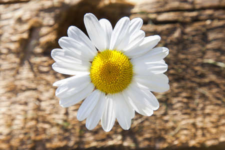A beautiful white chamomile close-up on sun