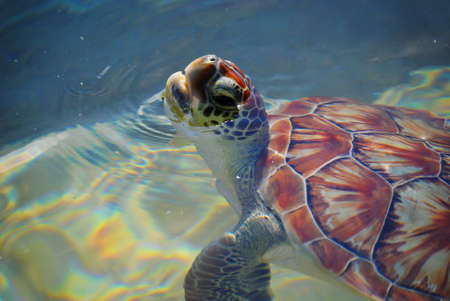 Baby Sea Turtle Swimmingの写真素材