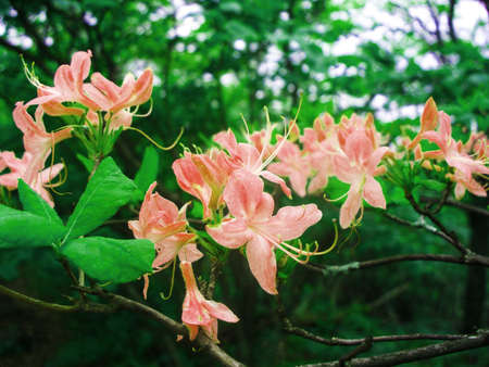 Pink Wildflower Tree Bloomingの写真素材