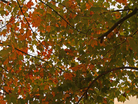 Fall timeの写真素材