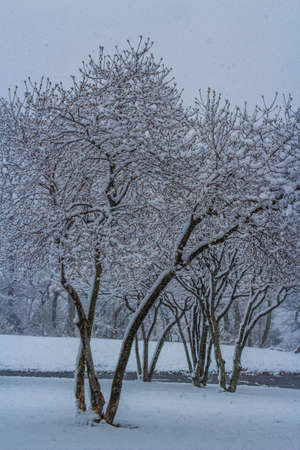 trees in the snowの写真素材