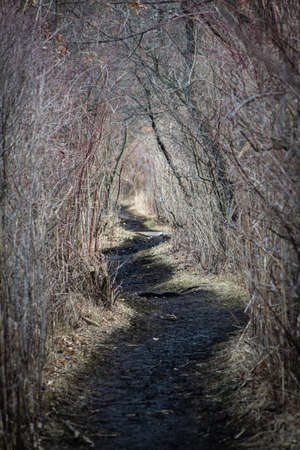 remote path through natureの写真素材