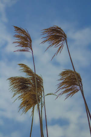 wheat blowing in the windの写真素材