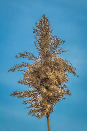 wheat blowing in the windの写真素材