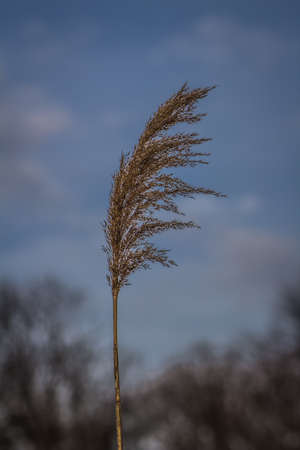 wheat blowing in the windの写真素材
