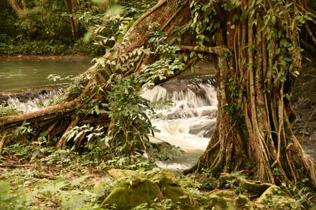 Mossy tree and waterfallの写真素材