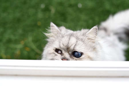 Blind Cat playing Hide and Seekの写真素材