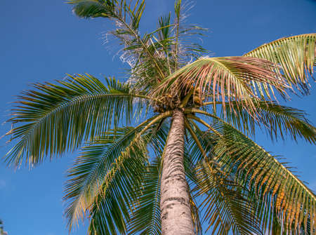 Coconut and Blue sky in Maldives, Maldives Beach, Maldives Island, Maldives Reportの写真素材