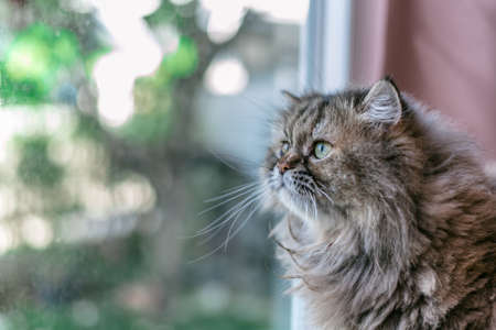 portrait Tabby Persian cat looking the outside windowの写真素材