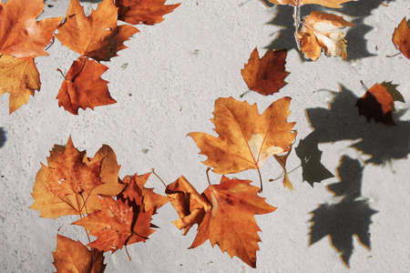 Autumn leafs floating on water in a small fountain
