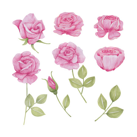 Set of rose isolated floral rose pink, hand drawn watercolor vector illustration for greeting card or invitation designのイラスト素材