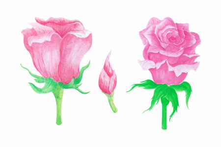 Rose flower collection on white background, hand draw watercolor vector illustration for greeting card and invitationのイラスト素材