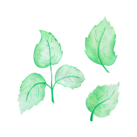 Green leaves vector watercolor, hand drawn watercolor vector illustration for greeting card or invitation designのイラスト素材
