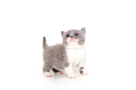 Playful cheerful kitten. British breed. On a white background. Place to insert text. For advertising, banners and messages. For veterinary clinics, sales of feed and animal accessories.の写真素材