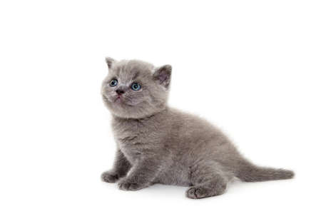 Playful cheerful kitten. British breed. On a white background. Place to insert text. For advertising, banners and messages. For veterinary clinics, sales of feed and animal accessories.の写真素材